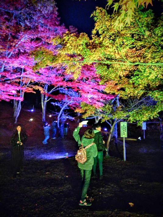 Forests bathed in shades of red are an enchanting autumn destination for visitors to Japan