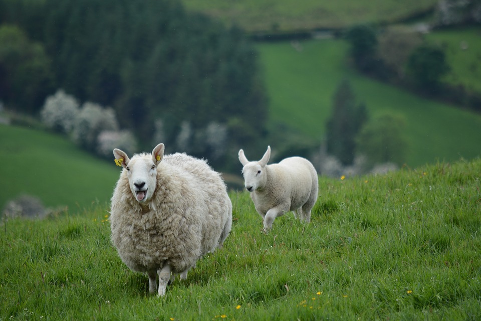 Ecotourism in Ireland